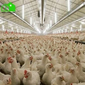 בית עוף תעשייתי